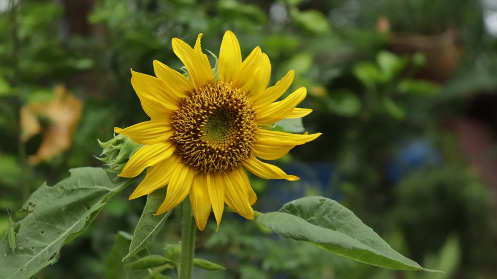 Macrophotography of sunflower