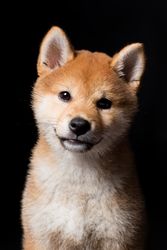 Amazing dog staring at camera
