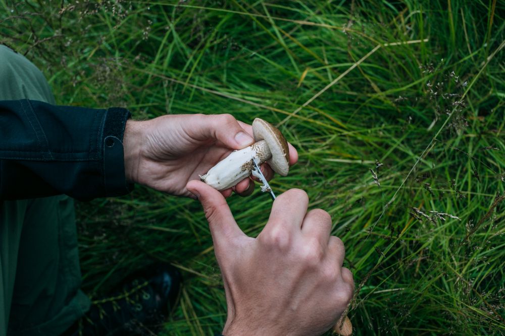 Man cleans wild mushrooms