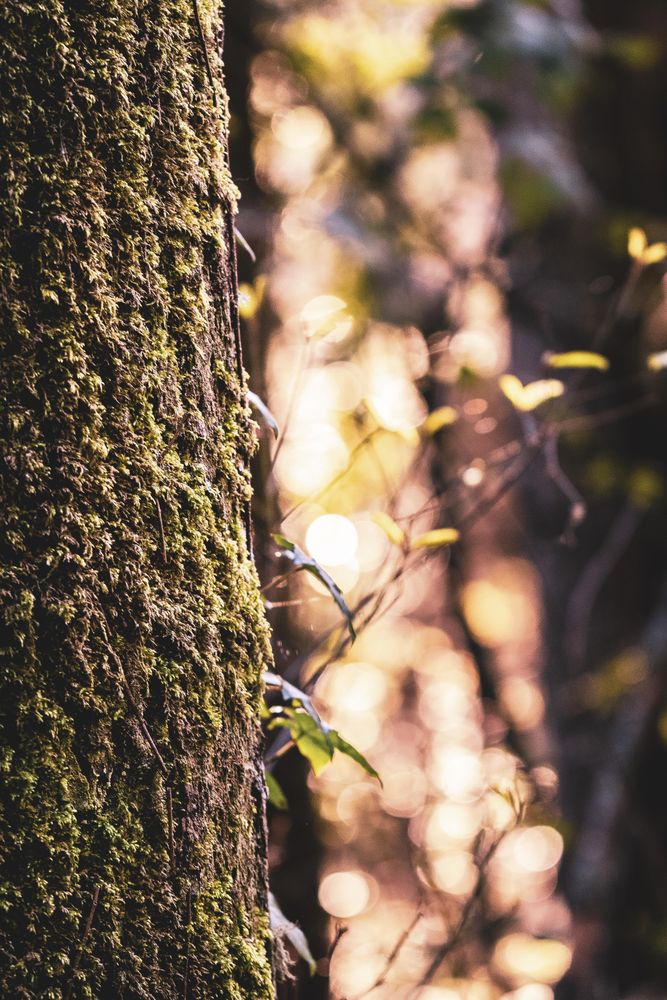 Close up of mossy tree trunk