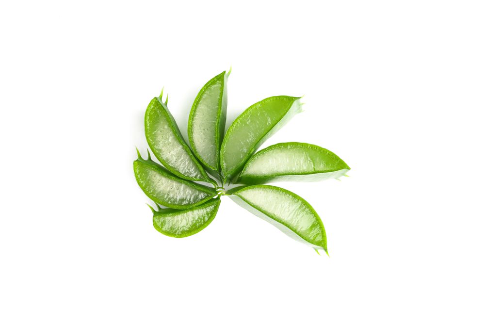 Aloe vera slices isolated on blank background. Herbal medicine