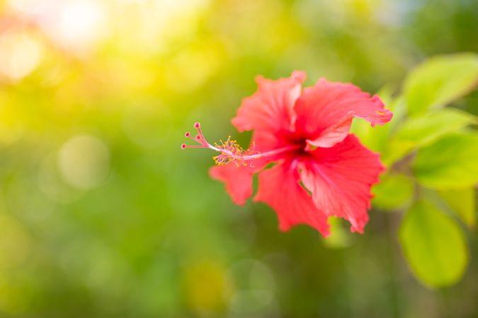 Bright red hibiscus flower