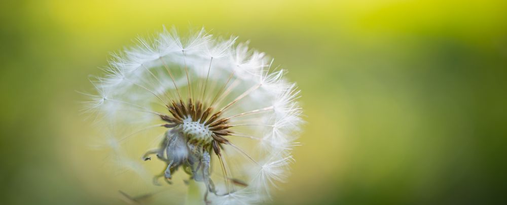 Dandelion puff with blurry background