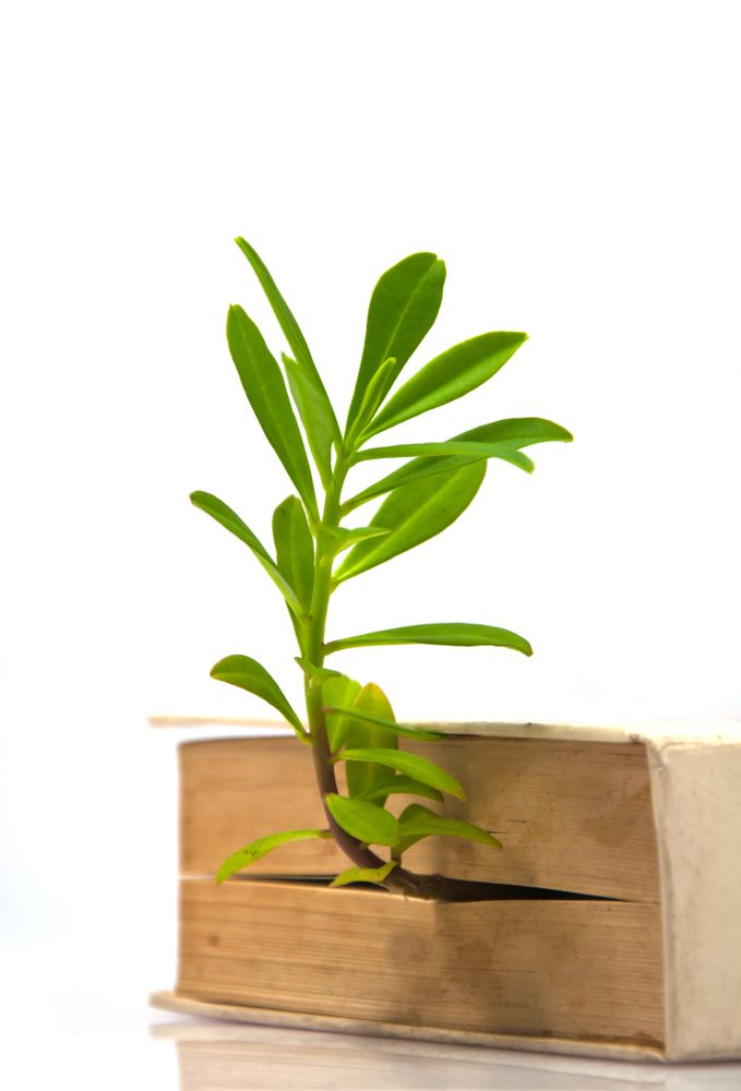 tree grow from book