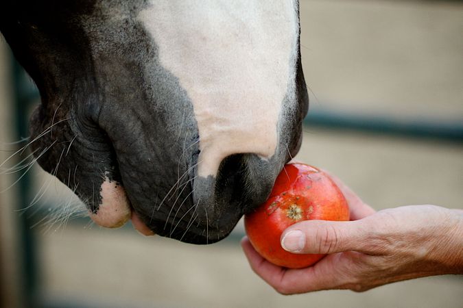 Person feeding apple to a horse