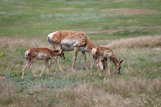 Brown deer and offspring on green grass field