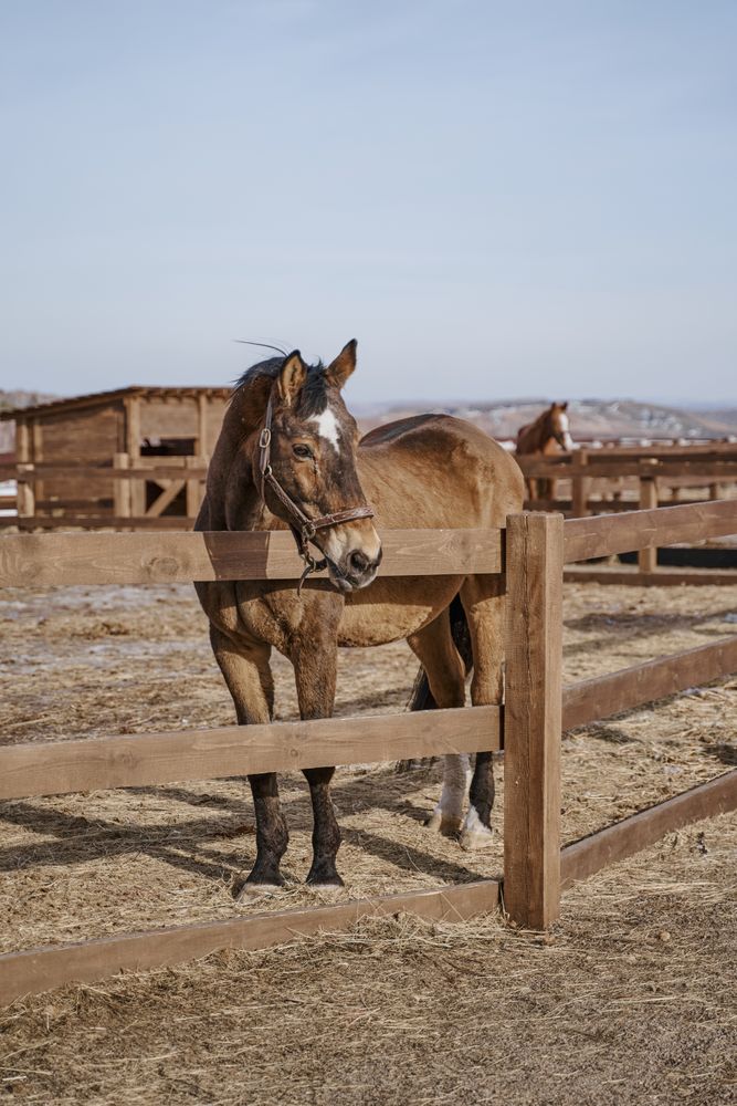 Brown horse in snaffle behind wooden fence