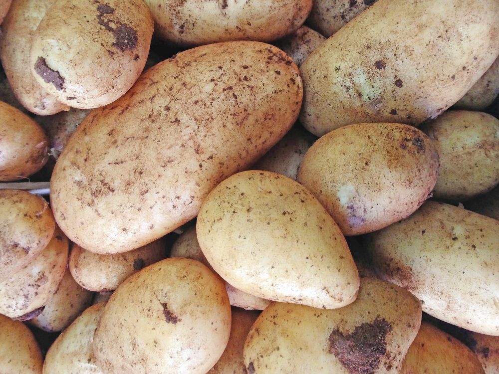 potato texture