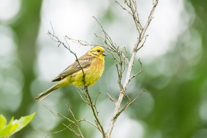 Yellow canary perching on tree branch