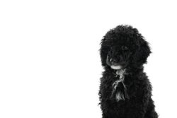 Portrait of cute dog with copy space