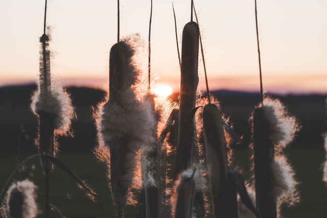 Reeds with fluffs at sunset
