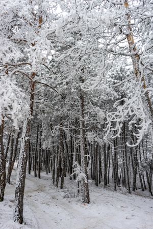 Winter snowy landscape