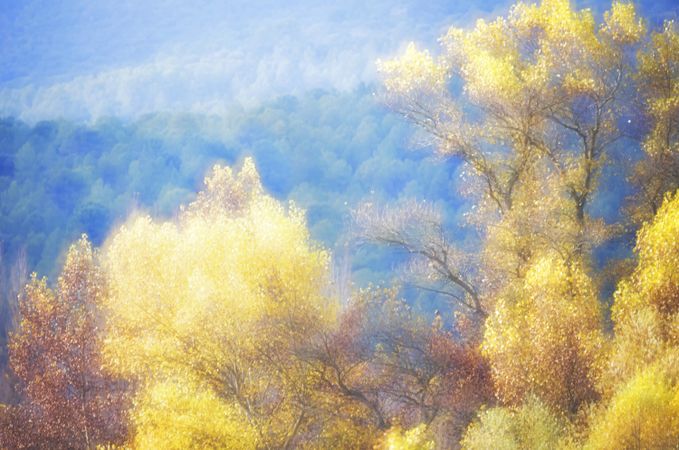 Blurred trees in green forest