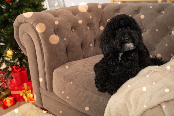 Concept of Merry Christmas, Christmas dog, space for text