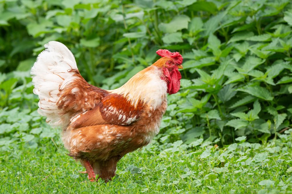 Light and brown chicken on green grass