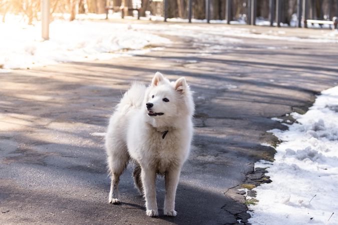 Japanese Spitz walking on road