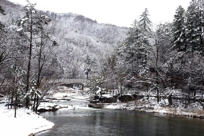 a snowy landscape of the forest