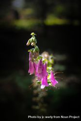 Foxglove flower in a field with selective focus bGQY25