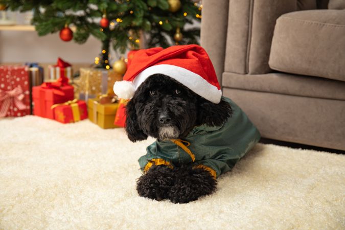 Concept of Merry Christmas, funny Christmas dog
