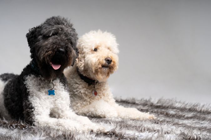 Two king poodles sitting on rug in studio with copy space