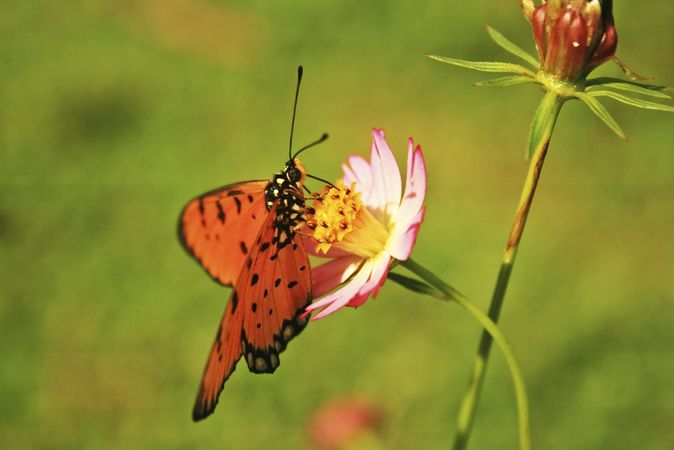 Orange butterfly sitting in center of pink flower