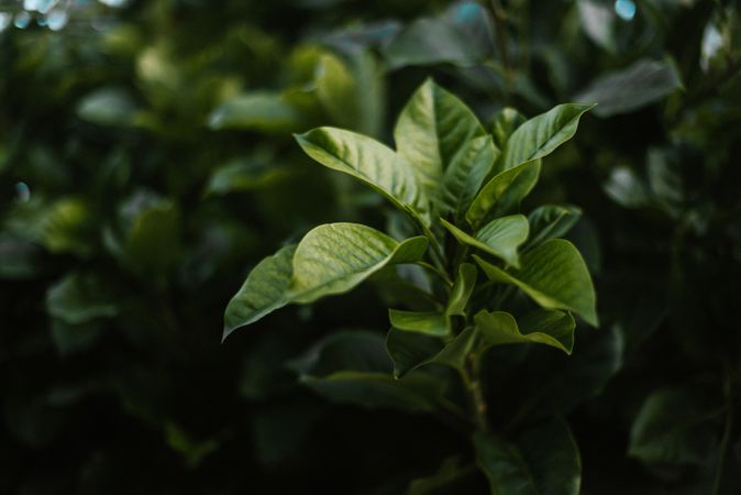 Leaves of green plant in garden