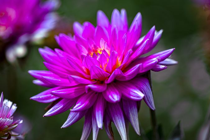Side view of vibrant pink dahlia flower with selective focus