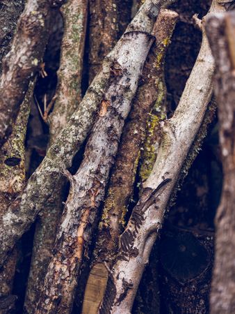 Stack of tree branches in countryside