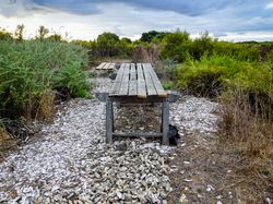 Oyster tasting table beside the path to Ars