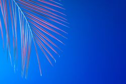 Tropical leaf in bold pink and blue gradient holographic neon colors on bright blue background