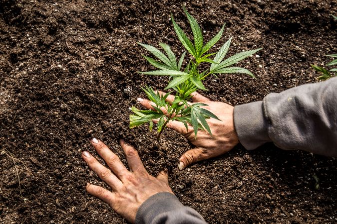 A man putting a marijuana plant in the soil