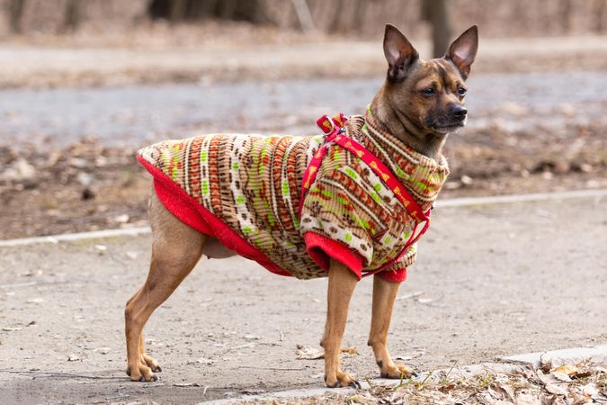 Brown chihuahua wearing knit shirt