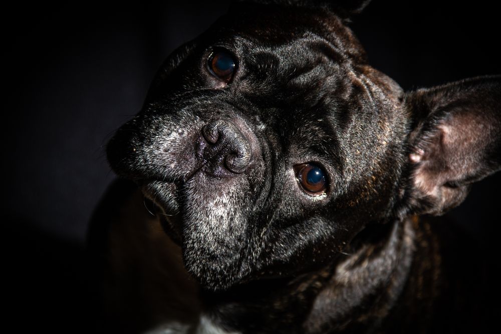 Old bulldog posing in studio