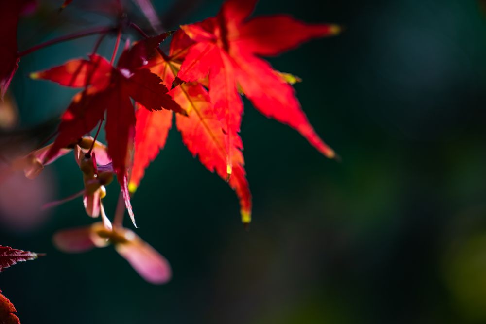 Japanese autumn garden