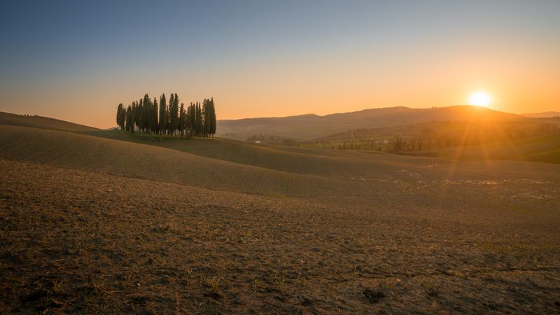 Small grove on empty dry field