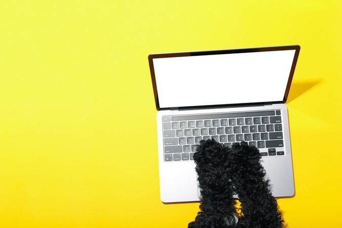Dog using laptop with mockup screen with copy space