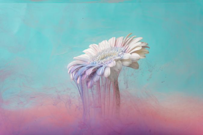 Daisy flower with pastel blue and pink ink