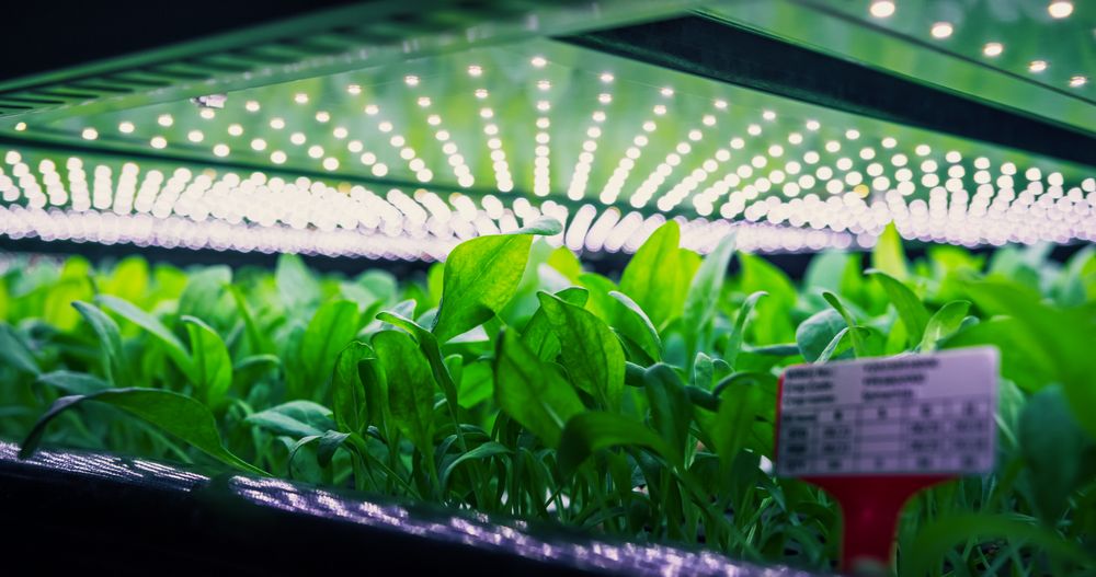 Spinach Mass Production in Controlled Environment at a Modern Vertical Farm. Automated Facility with Air Temperature, Light, Water, Humidity Levels Regulated for Optimal Growth