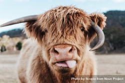 Selective focus photography of highland cattle calf 43Vkx5