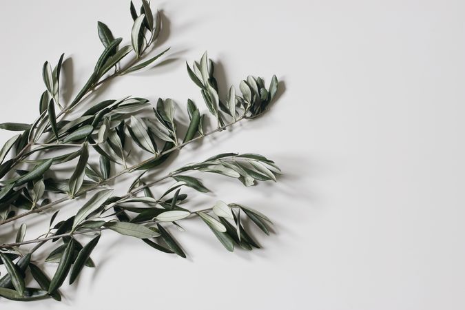 Green olive tree leaves, branches isolated on paper background