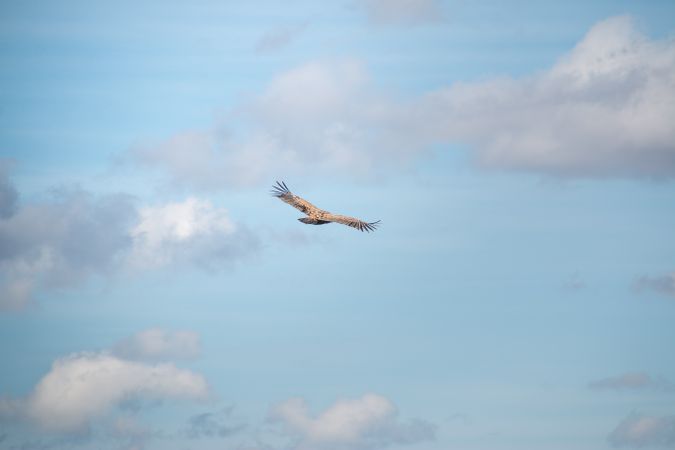 Hawk flying in sky