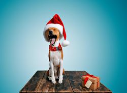 Yawning dog in festive Santa hat and scarf sitting on wooden table with present