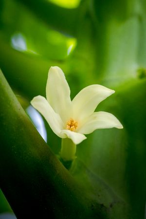 the delicate beauty of the Carica papaya flower, commonly known as bunga pepaya