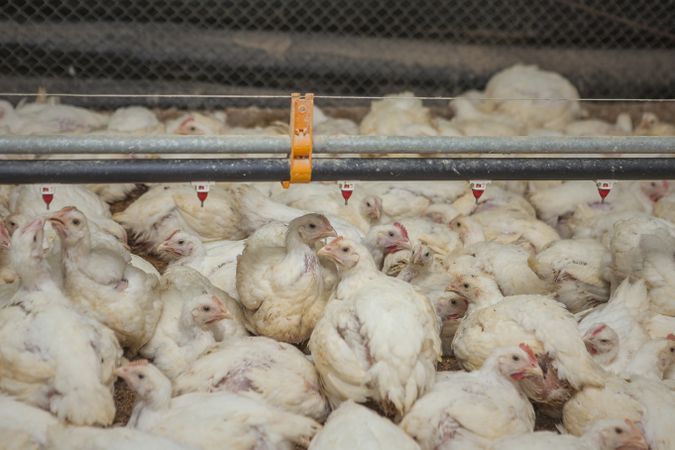 Poultry at chicken farm