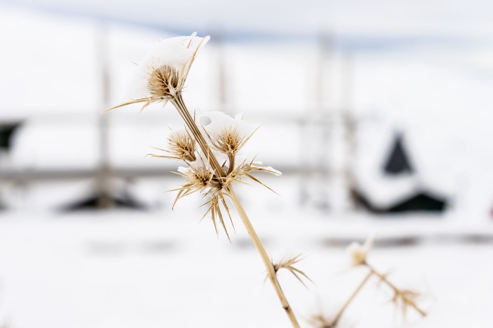 Frozen plants in ski resort of Sierra Nevada