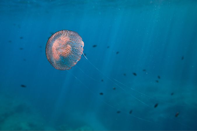 Pelagia noctiluca swimming in blue sea