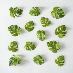 Monstera leaves on light background