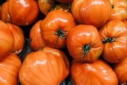 Heap of fresh tomatoes
