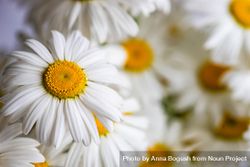 Close up of daisy flowers as a summer background 56GoWl