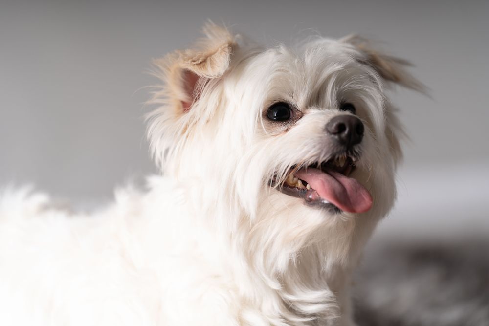 Portrait of cure small maltese